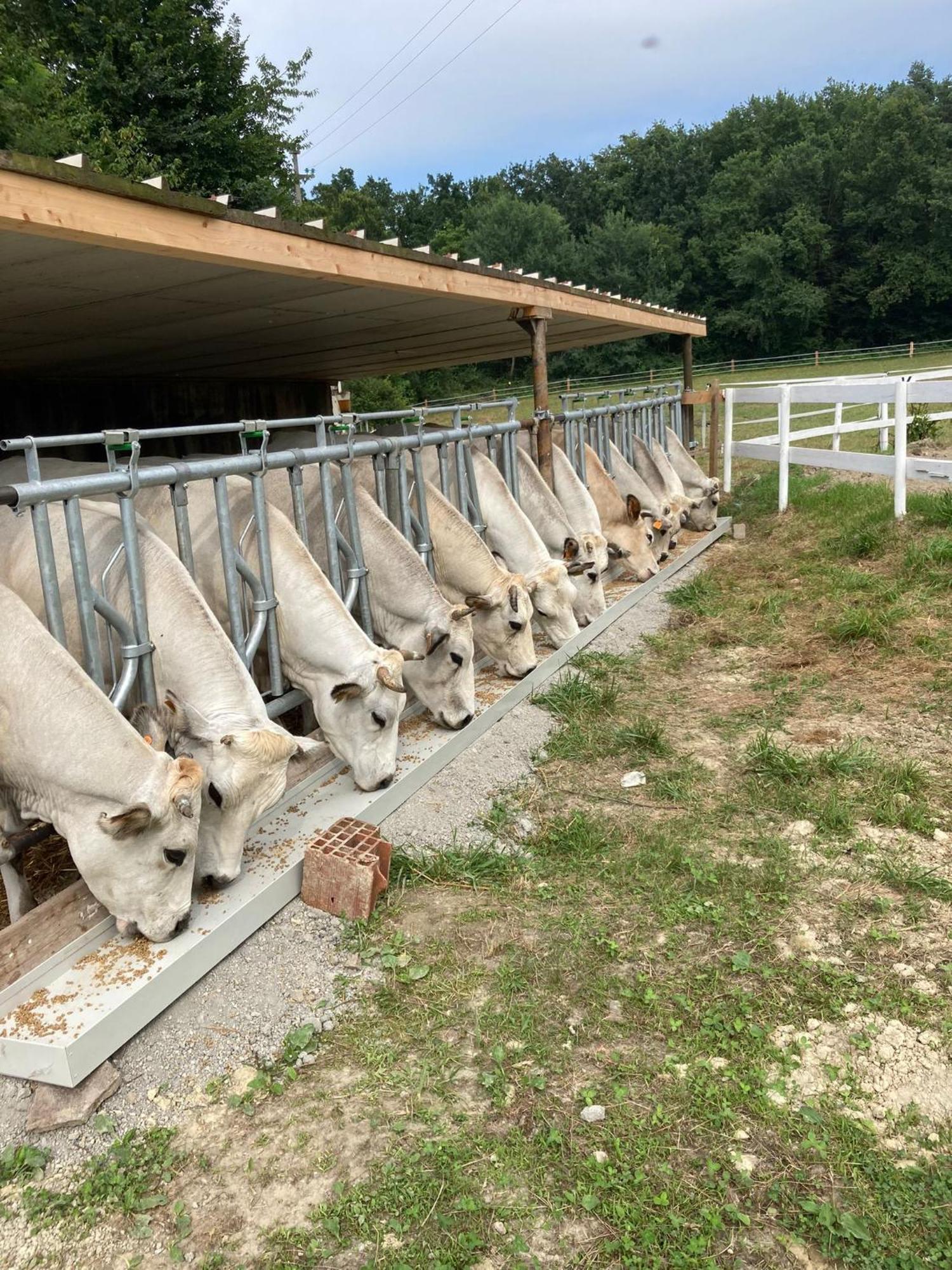 Agriturismo La Fornace Centro Ippico 科莫 外观 照片